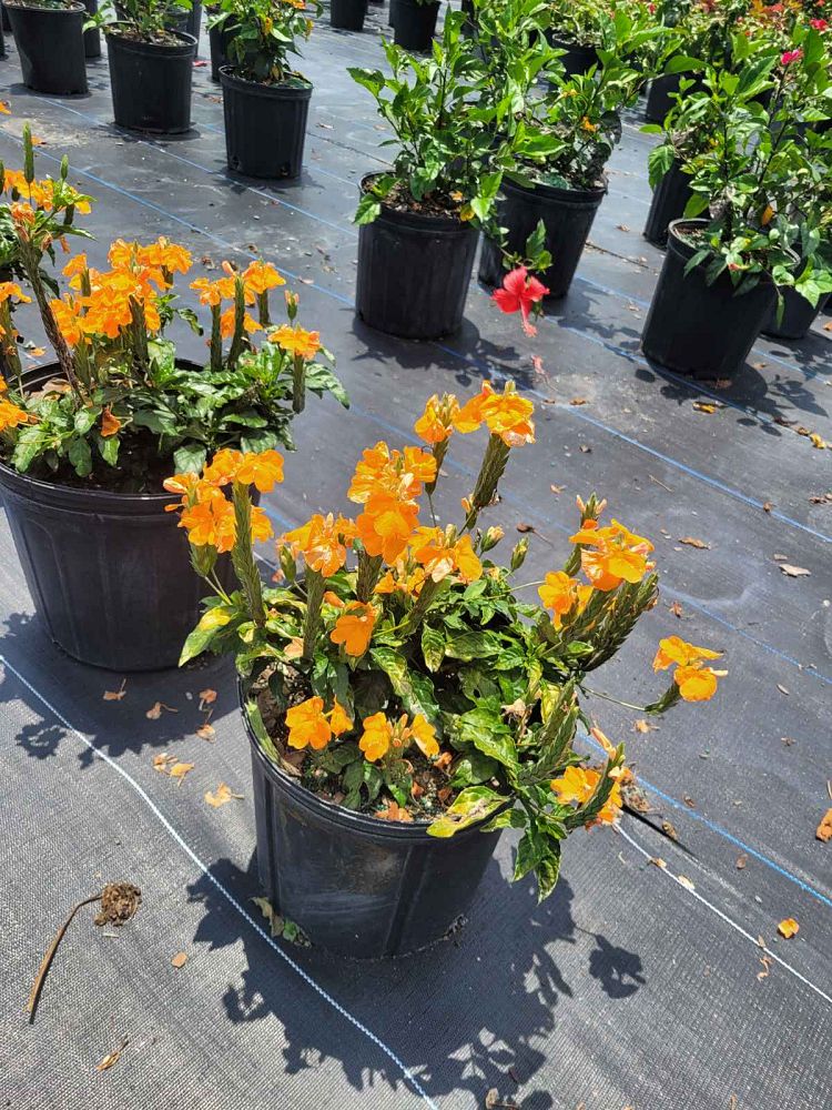 crossandra