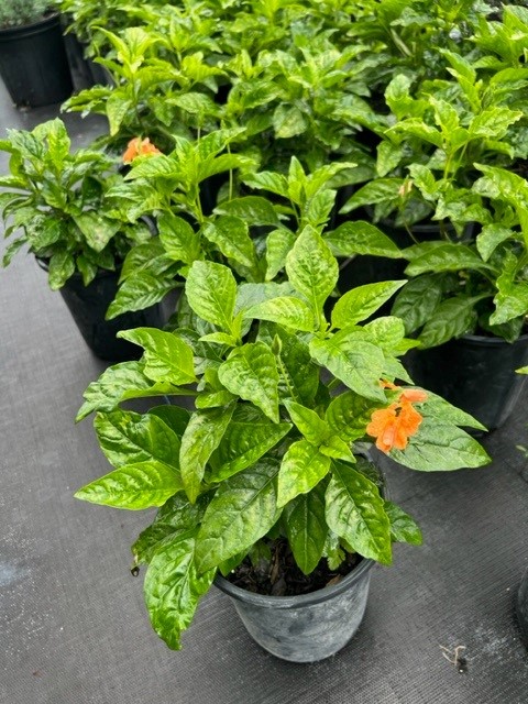 crossandra