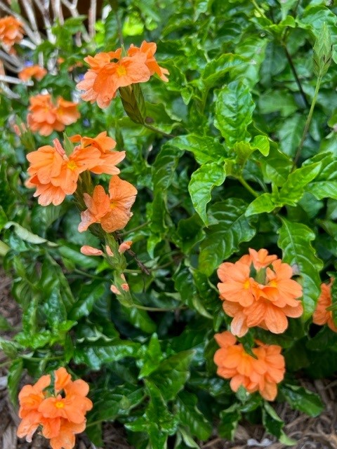 crossandra