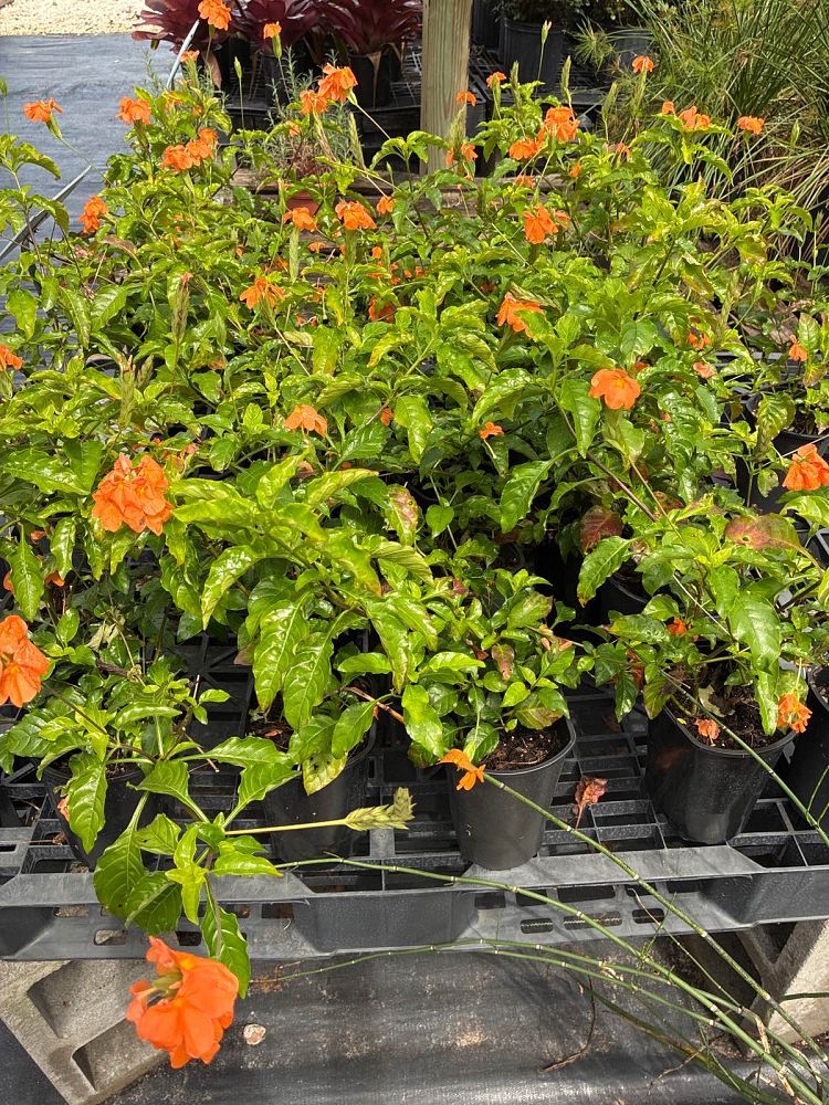 crossandra