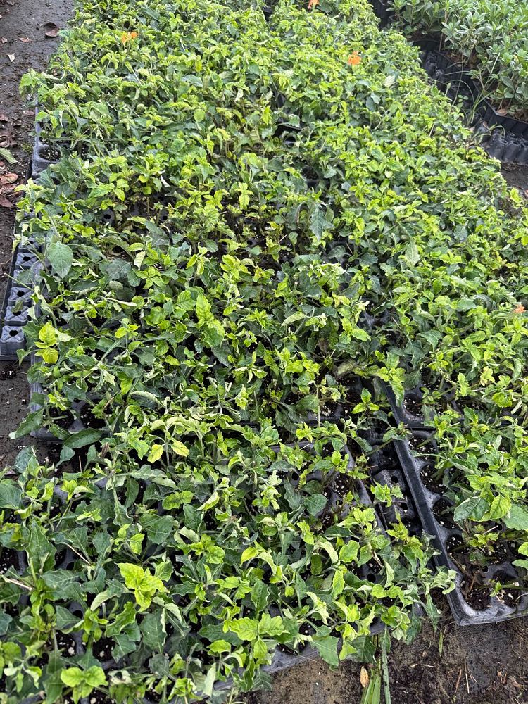 crossandra