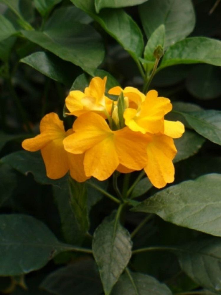 crossandra-tropic-yellow-splash