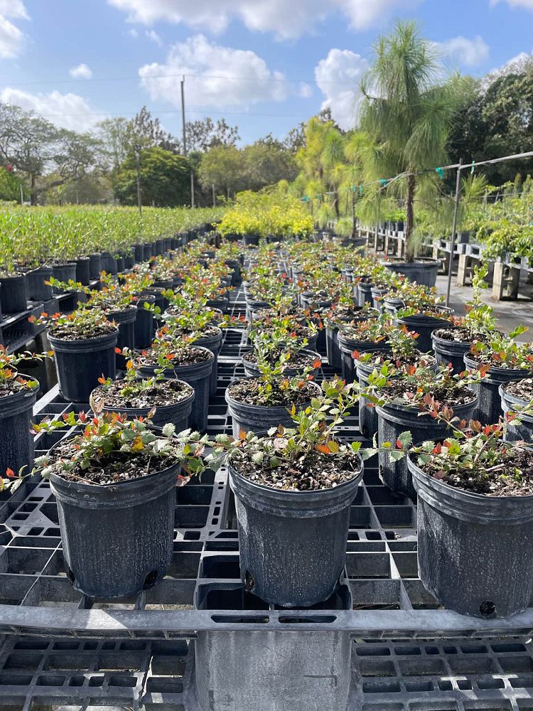 crossopetalum-ilicifolium-quail-berry