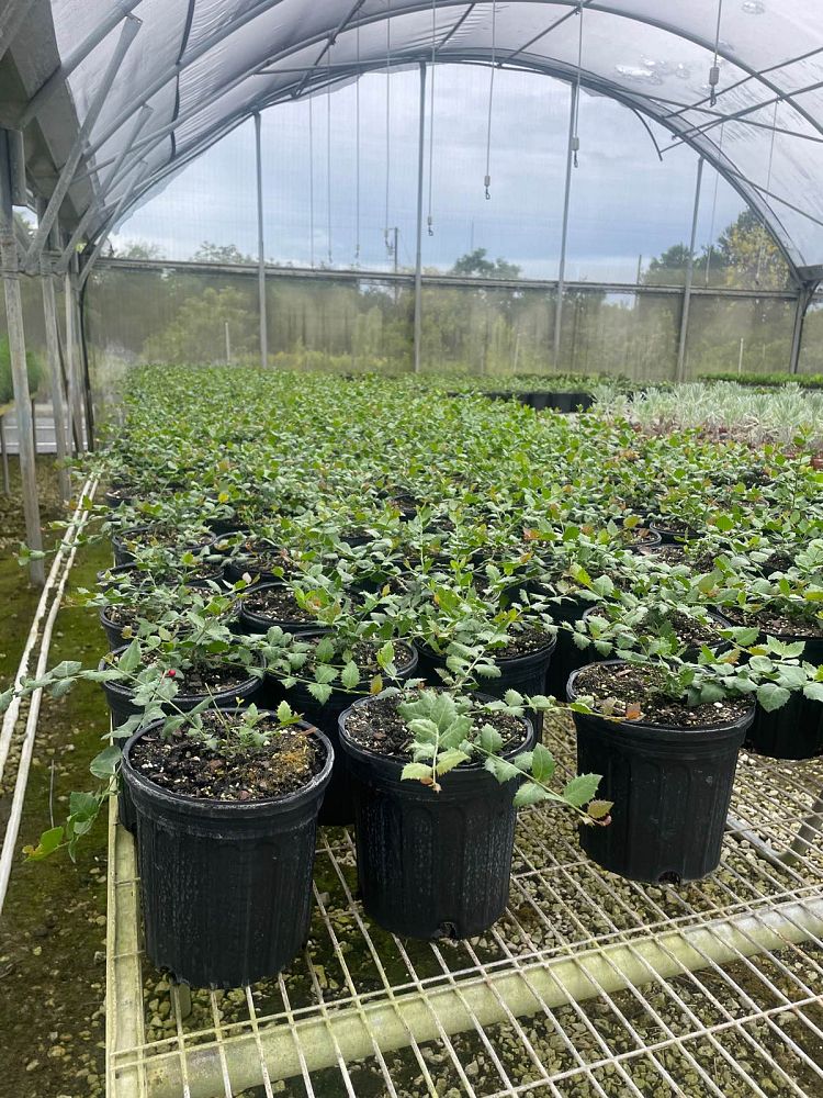 crossopetalum-ilicifolium-quail-berry