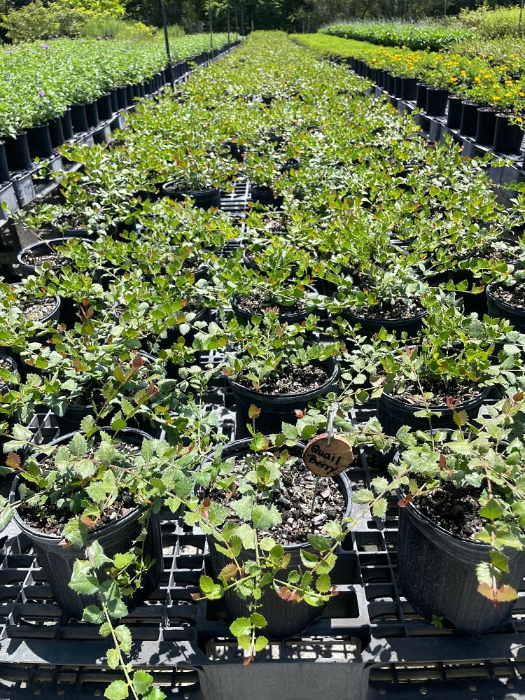 crossopetalum-ilicifolium-quail-berry