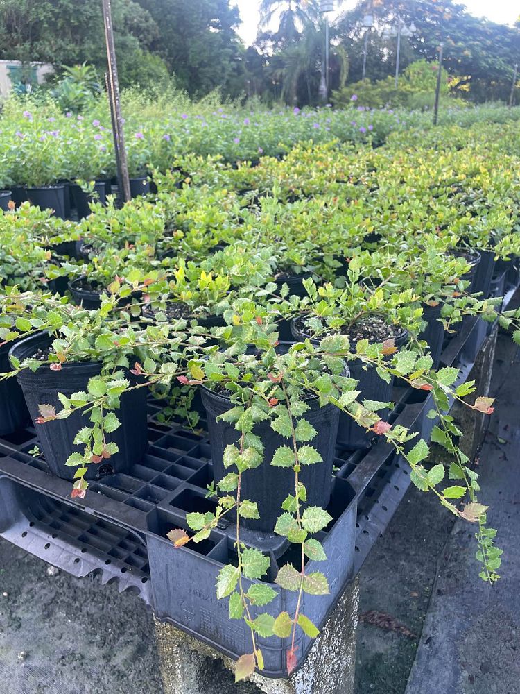 crossopetalum-ilicifolium-quail-berry