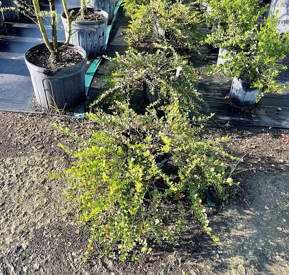 crossopetalum-ilicifolium-quail-berry