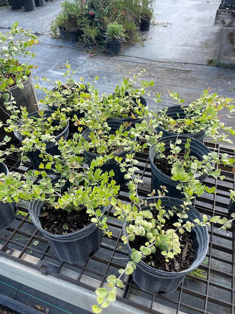 crossopetalum-ilicifolium-quail-berry