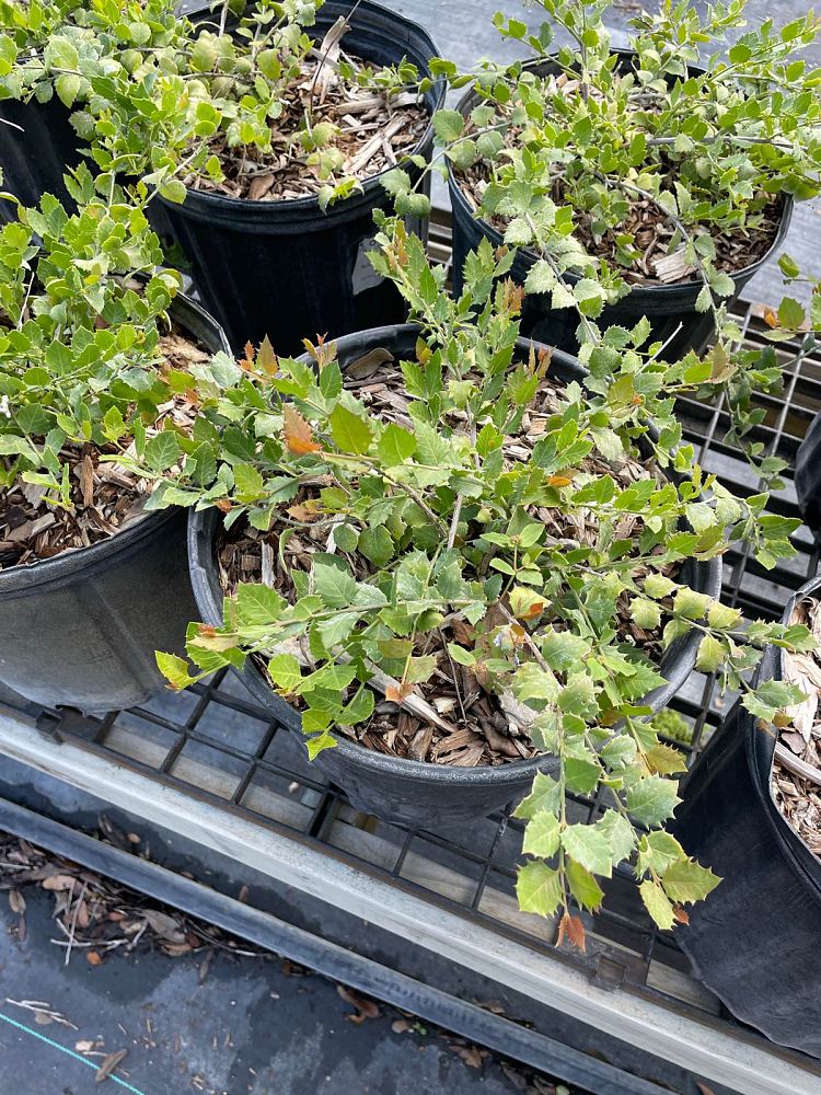 crossopetalum-ilicifolium-quail-berry