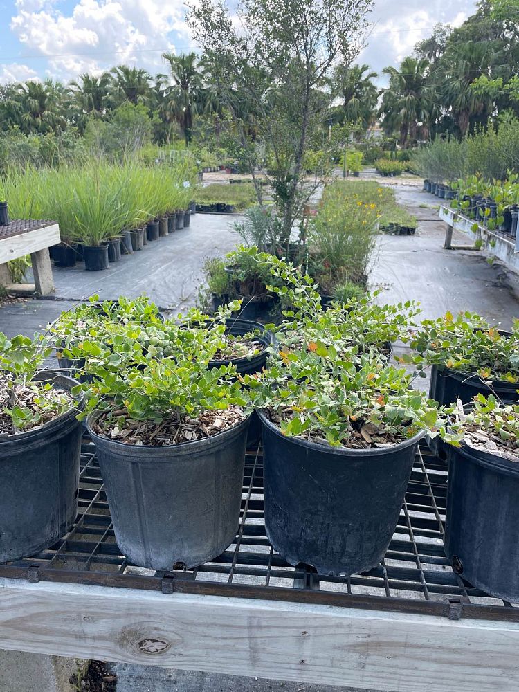 crossopetalum-ilicifolium-quail-berry