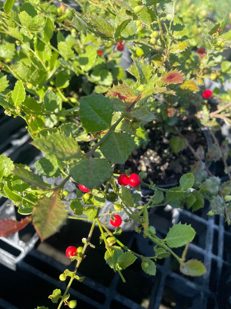 crossopetalum-ilicifolium-quail-berry
