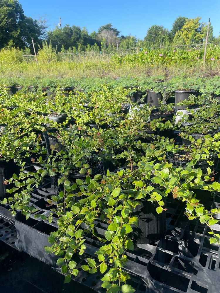 crossopetalum-ilicifolium-quail-berry