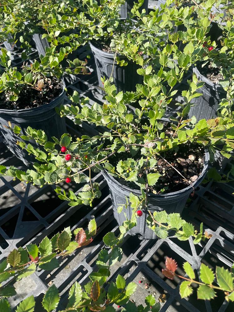 crossopetalum-ilicifolium-quail-berry