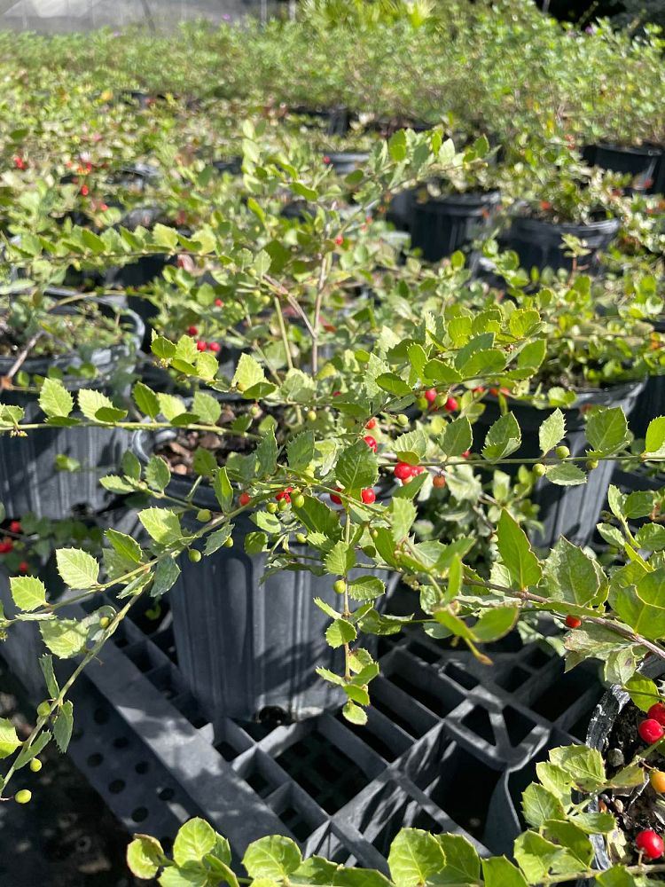 crossopetalum-ilicifolium-quail-berry