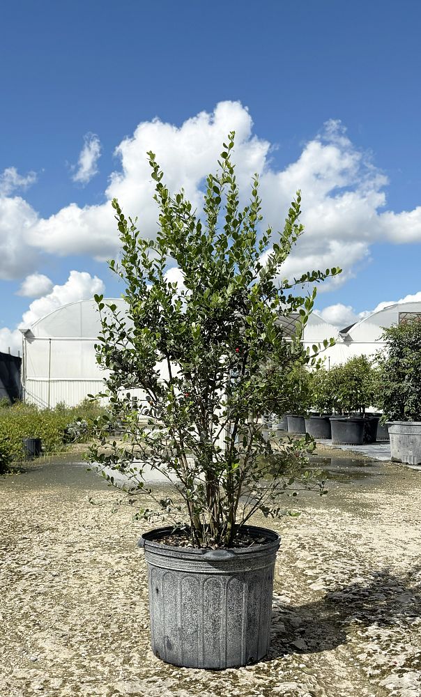 crossopetalum-rhacoma