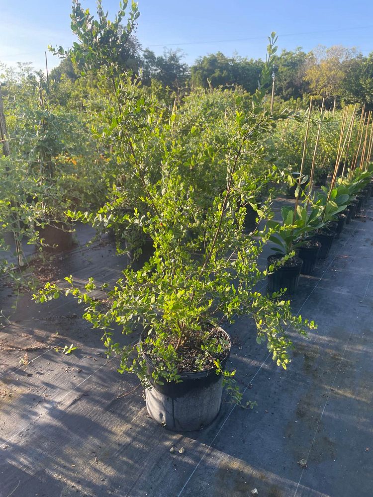 crossopetalum-rhacoma
