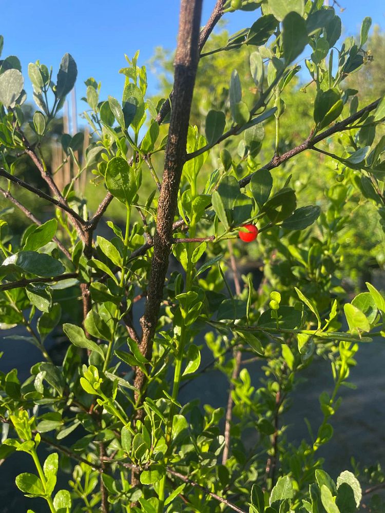 crossopetalum-rhacoma