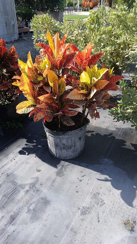 croton-alabamensis-alabama-croton