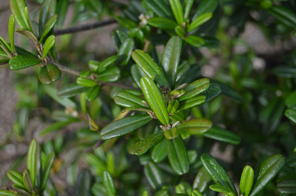 croton-discolor-lechecillo