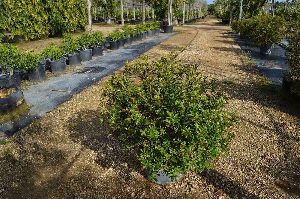 croton-discolor-lechecillo