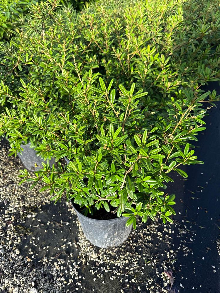 croton-discolor-lechecillo