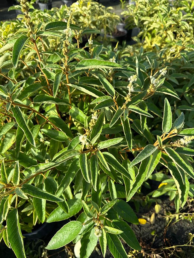 croton-flavens-yellow-balsam