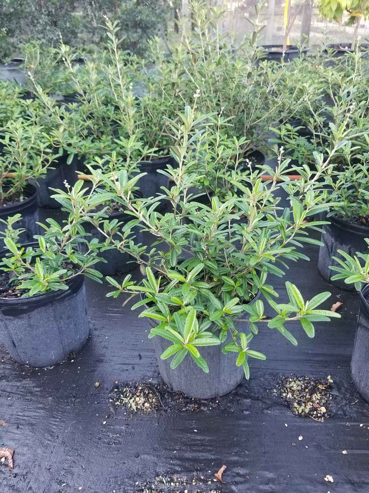 croton-linearis-pineland-croton-granny-bush