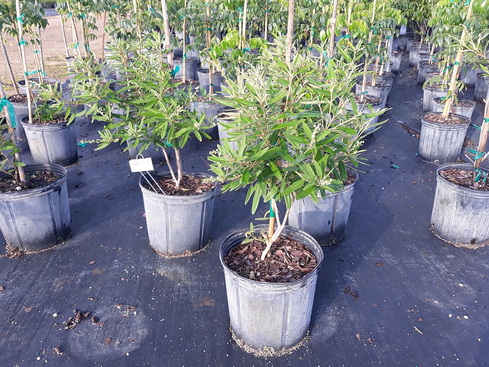 croton-linearis-pineland-croton-granny-bush
