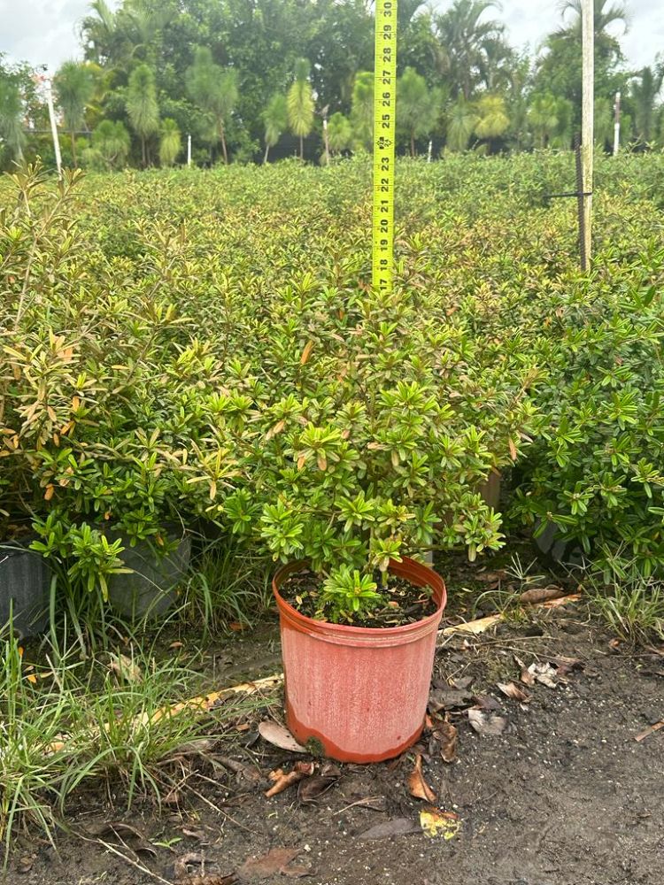 croton-linearis-pineland-croton-granny-bush