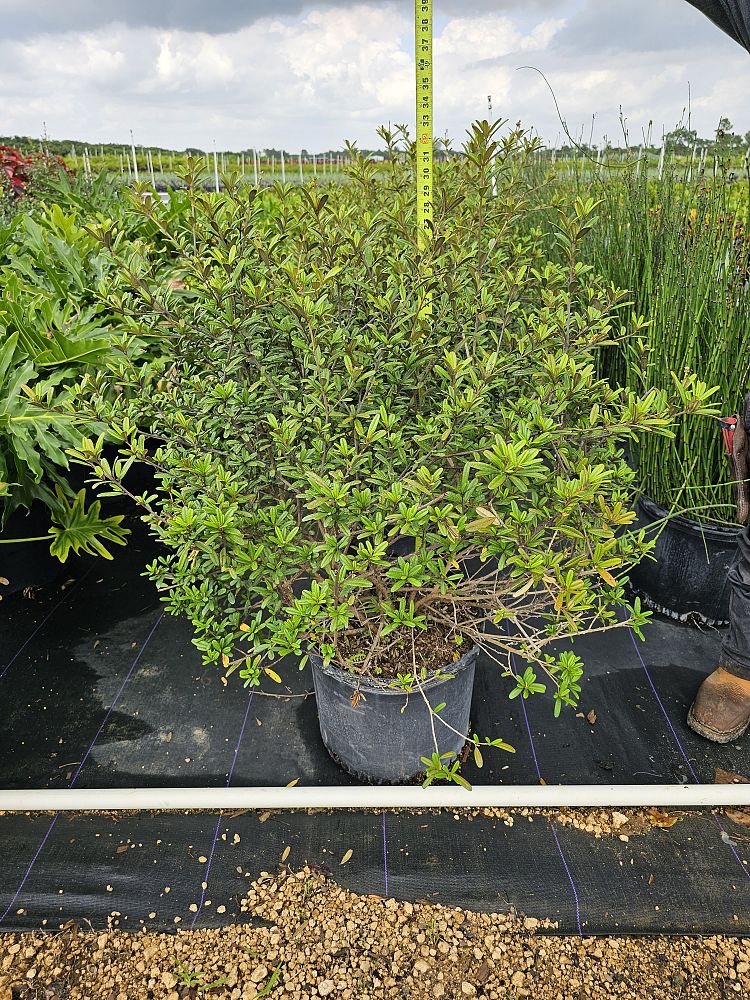 croton-linearis-pineland-croton-granny-bush