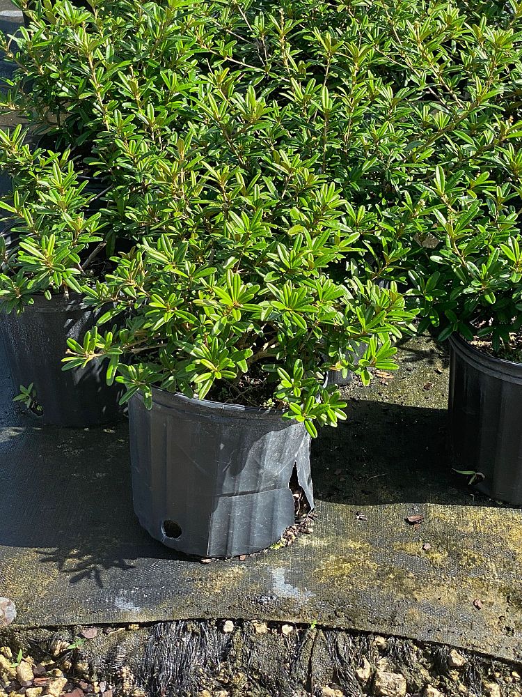 croton-linearis-pineland-croton-granny-bush