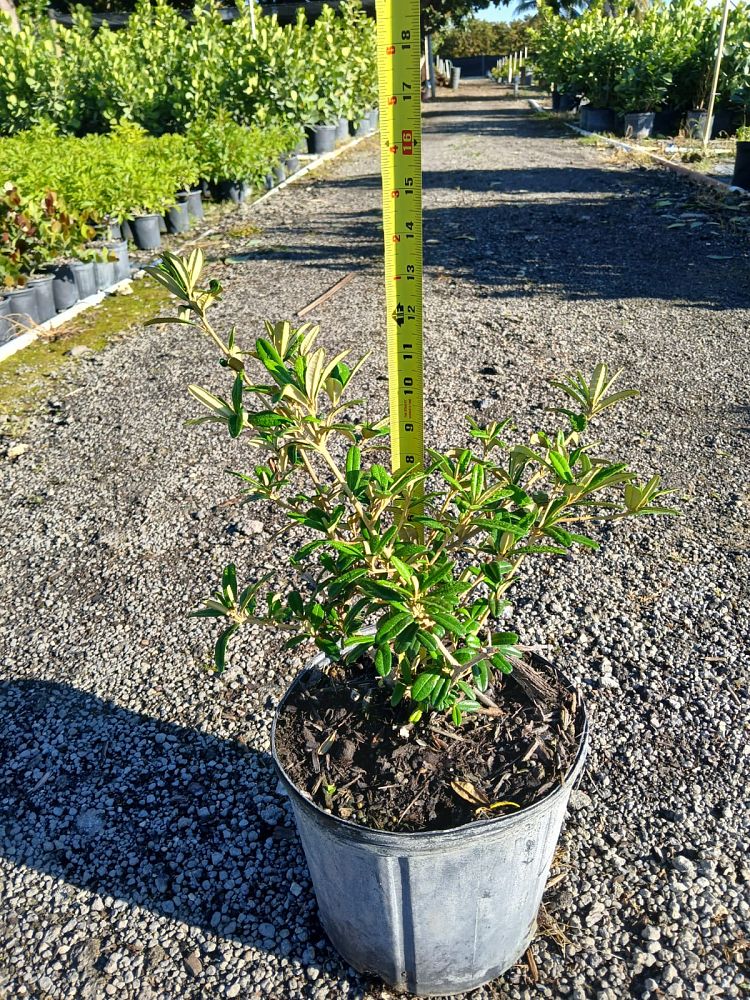 croton-linearis-pineland-croton-granny-bush