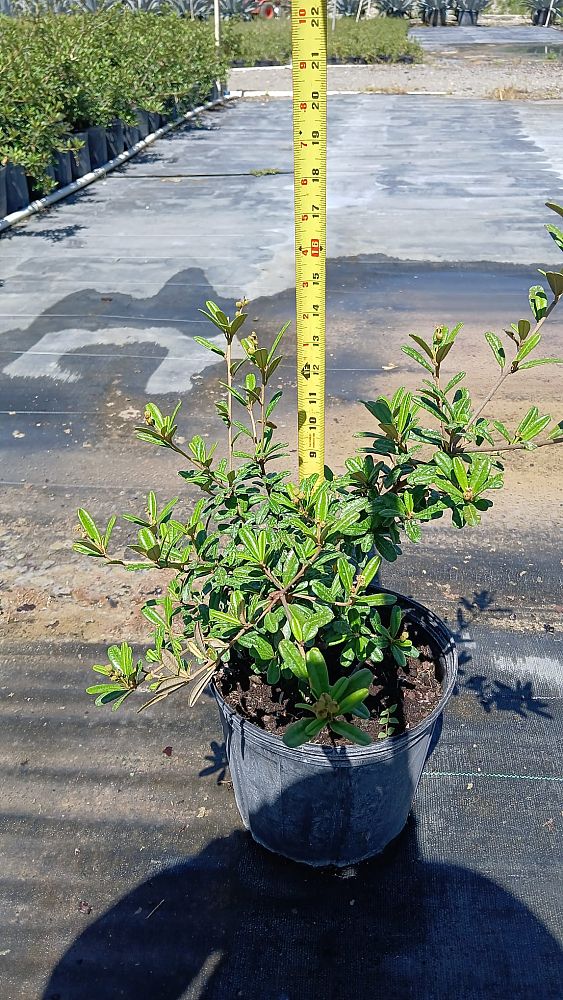 croton-linearis-pineland-croton-granny-bush