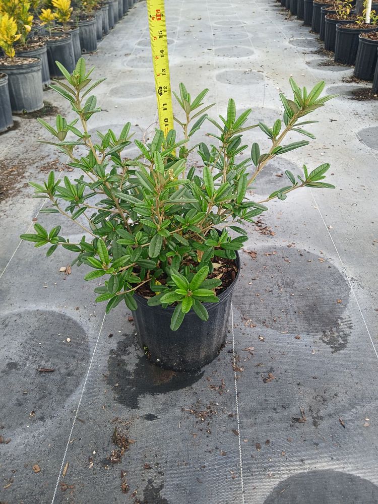 croton-linearis-pineland-croton-granny-bush