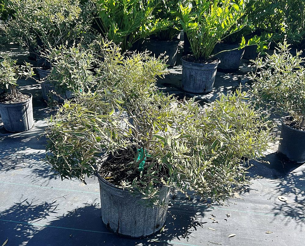 croton-linearis-pineland-croton-granny-bush