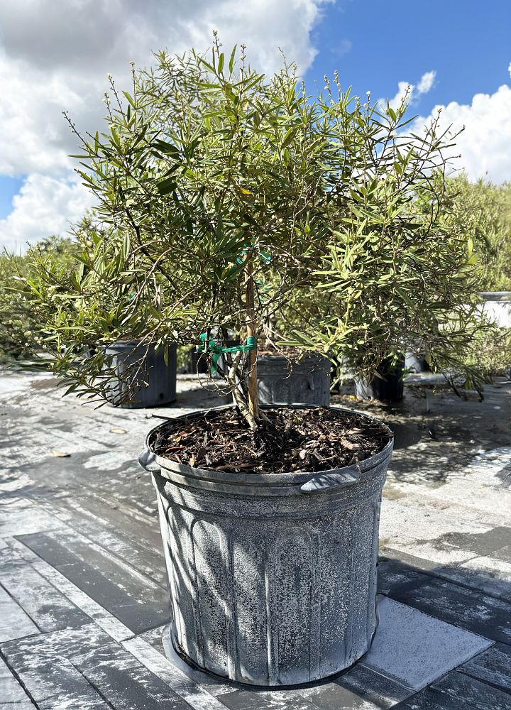 croton-linearis-pineland-croton-granny-bush