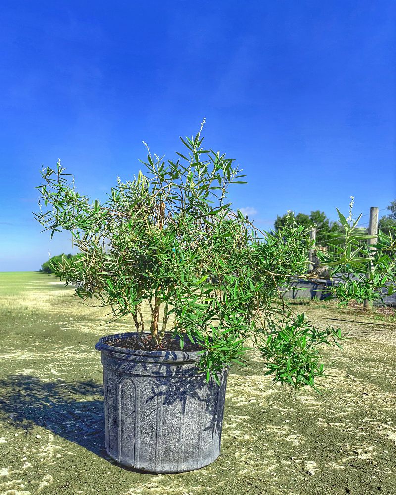 croton-linearis-pineland-croton-granny-bush