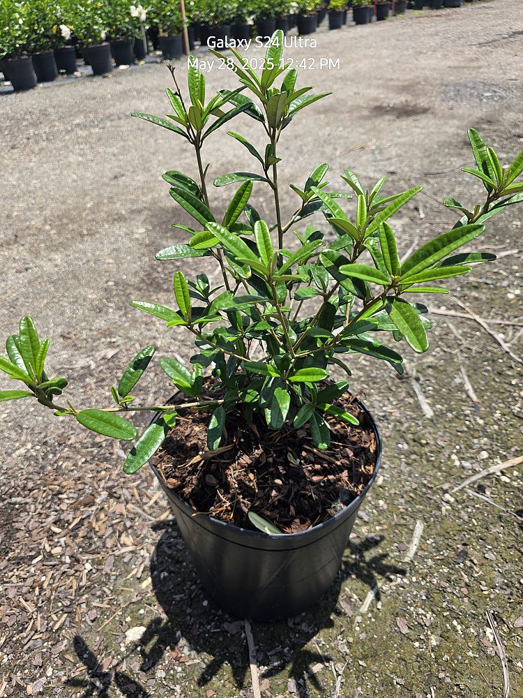 croton-linearis-pineland-croton-granny-bush