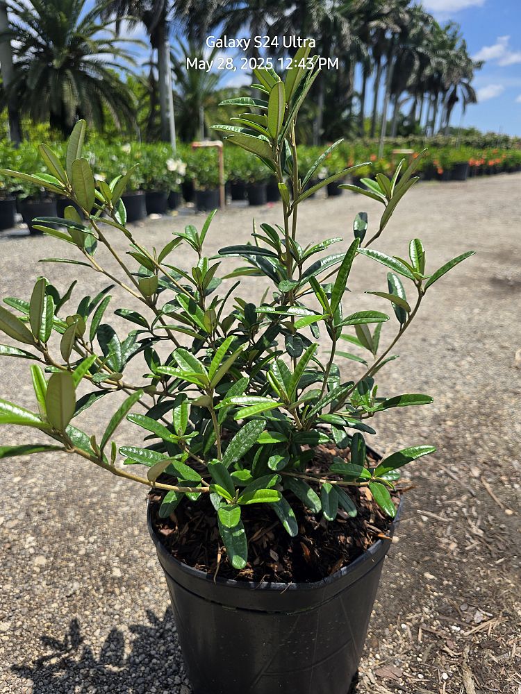 croton-linearis-pineland-croton-granny-bush