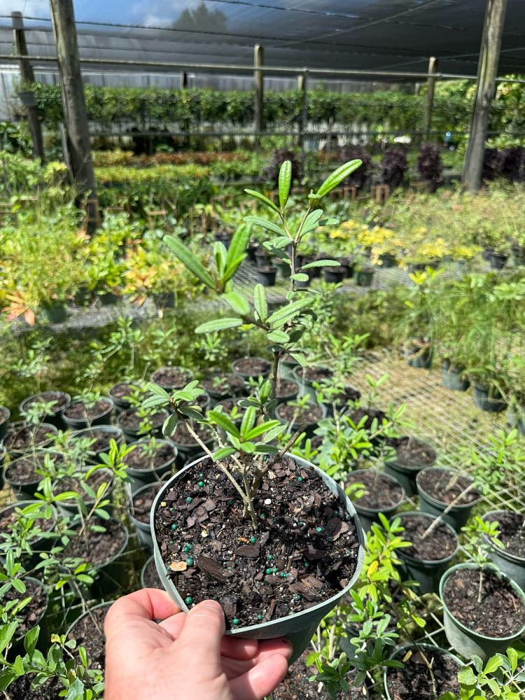 croton-linearis-pineland-croton-granny-bush