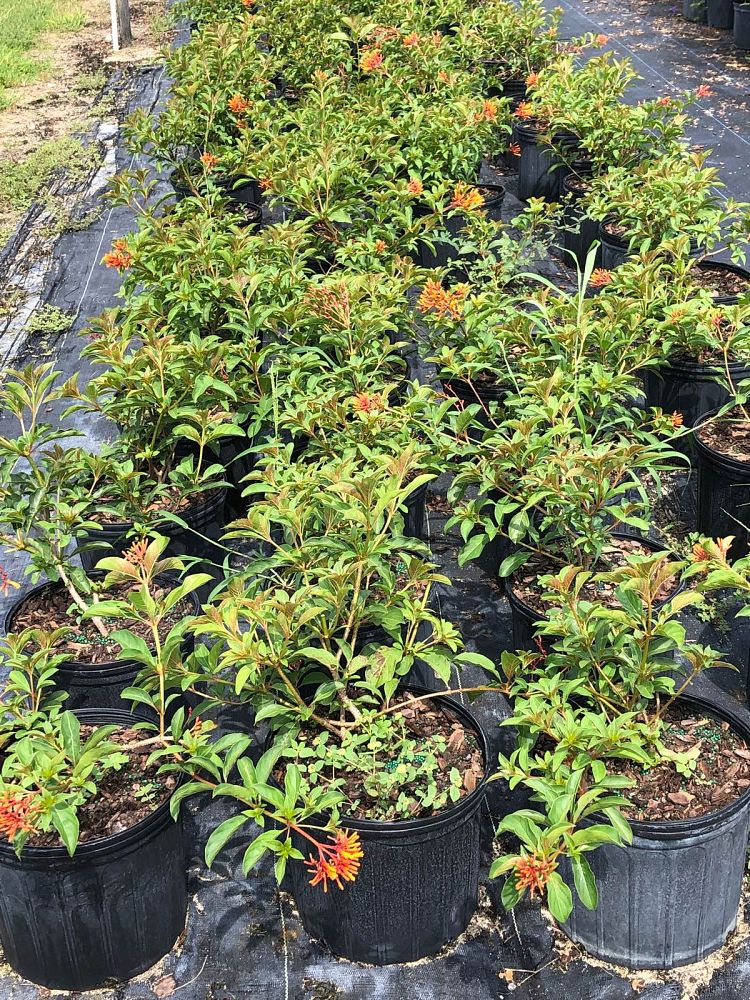 croton-lucidus-firebush