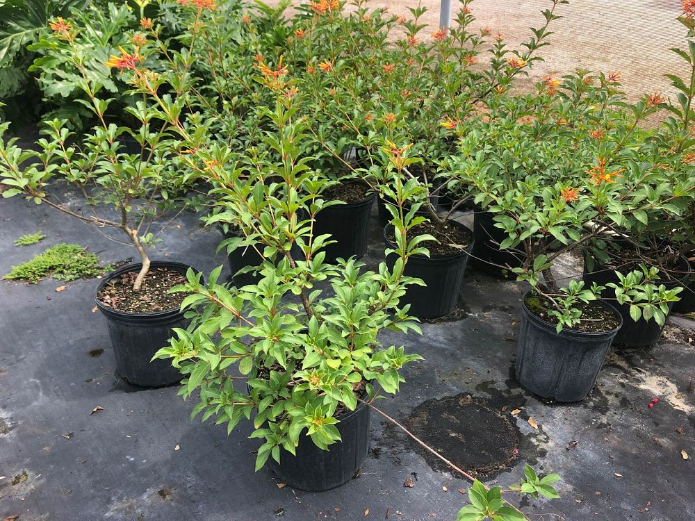 croton-lucidus-firebush