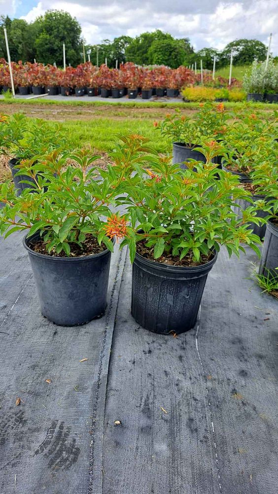 croton-lucidus-firebush