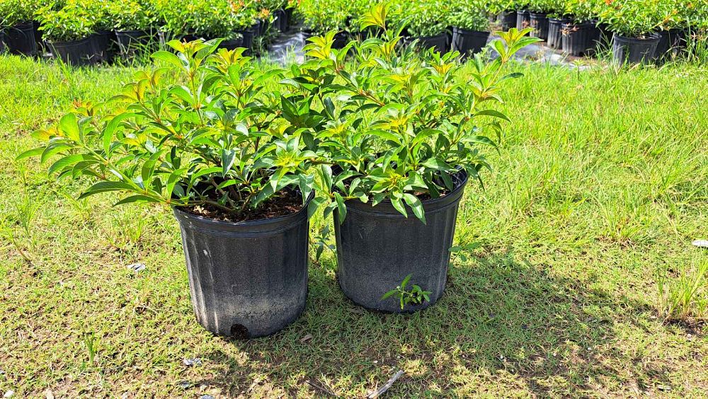 croton-lucidus-firebush