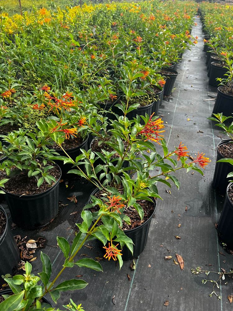croton-lucidus-firebush