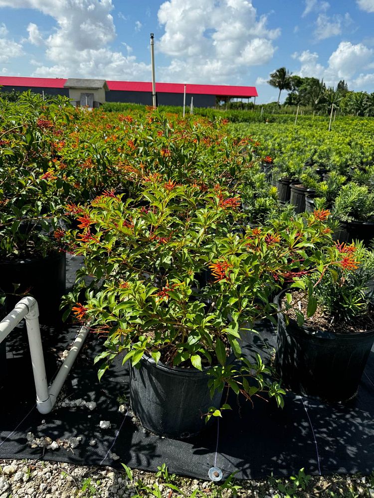 croton-lucidus-firebush