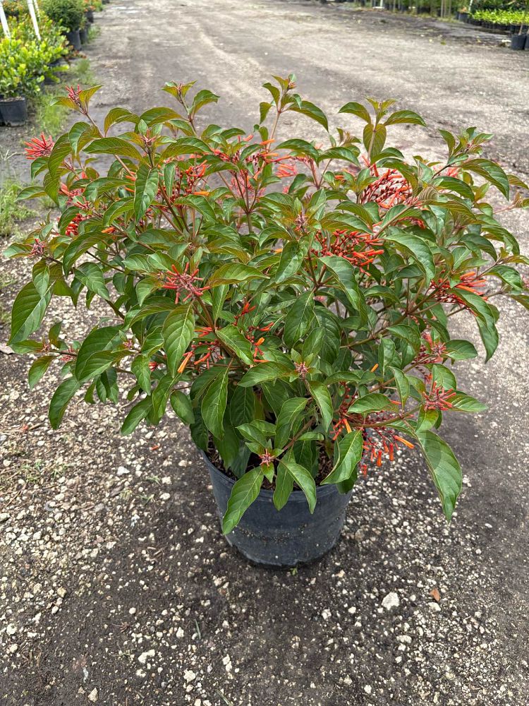 croton-lucidus-firebush