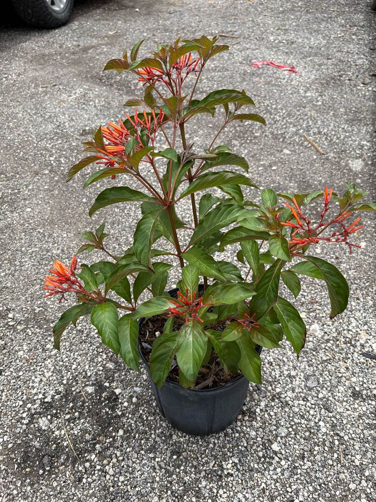 croton-lucidus-firebush