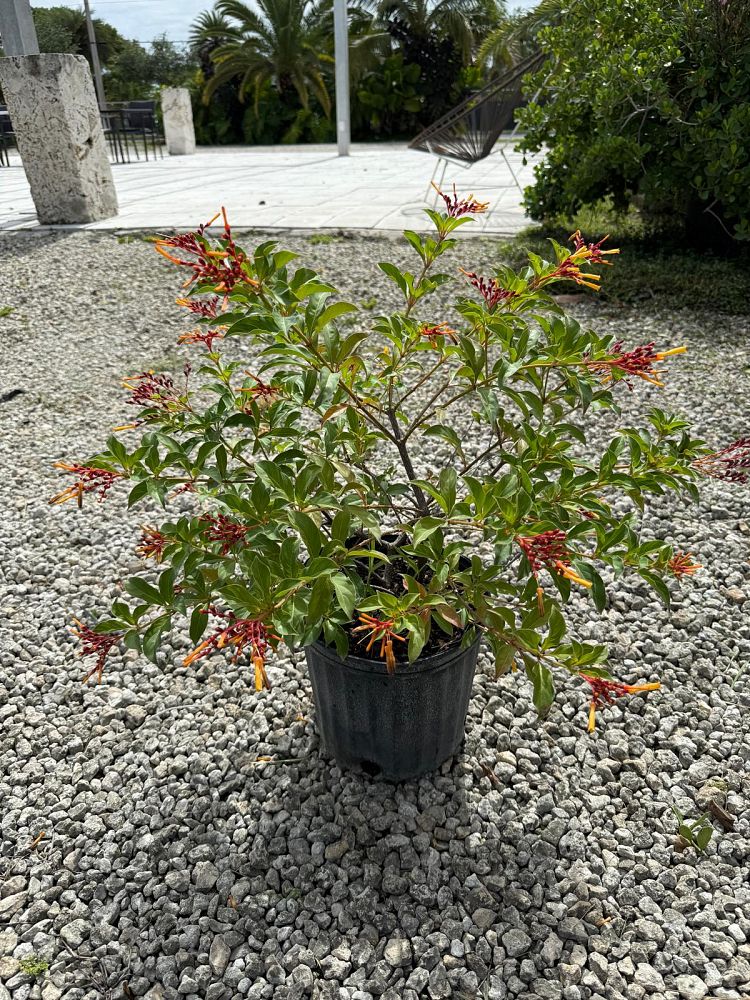 croton-lucidus-firebush