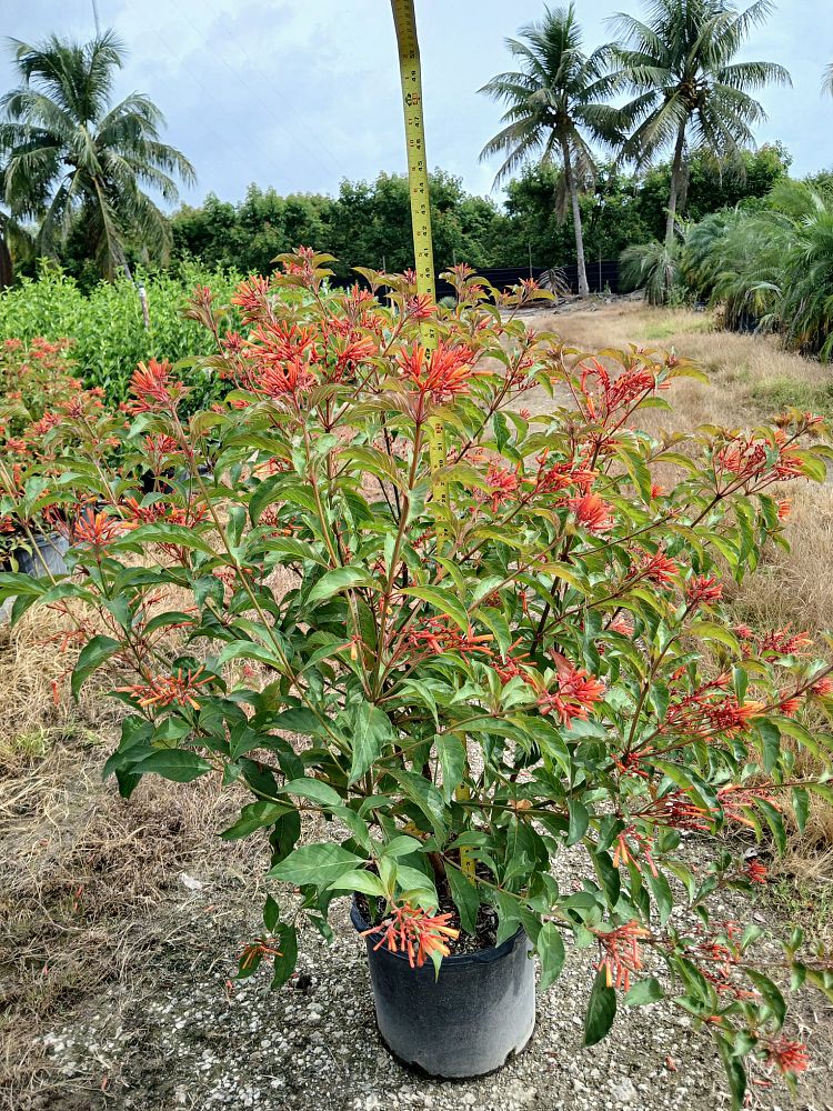 croton-lucidus-firebush